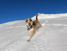 Watch Our Dog Enjoy a Ski Tour in Powder