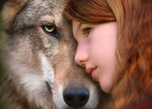 The Future for Wild Wolves in the French Alps