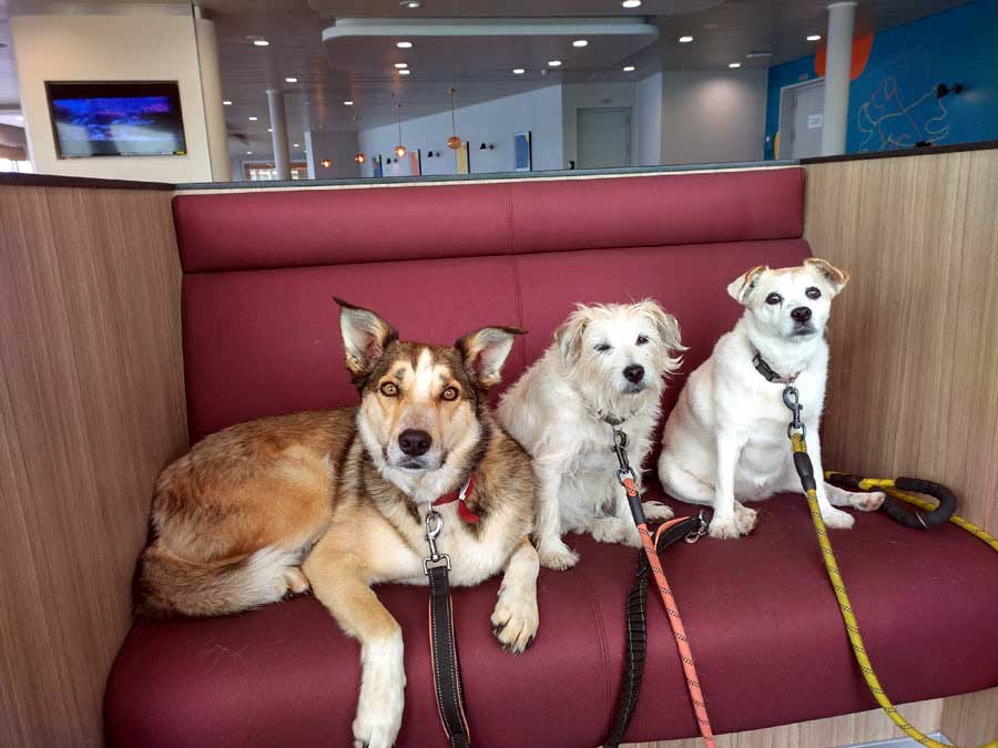 dogs in Pet Lounge on P&O Ferry