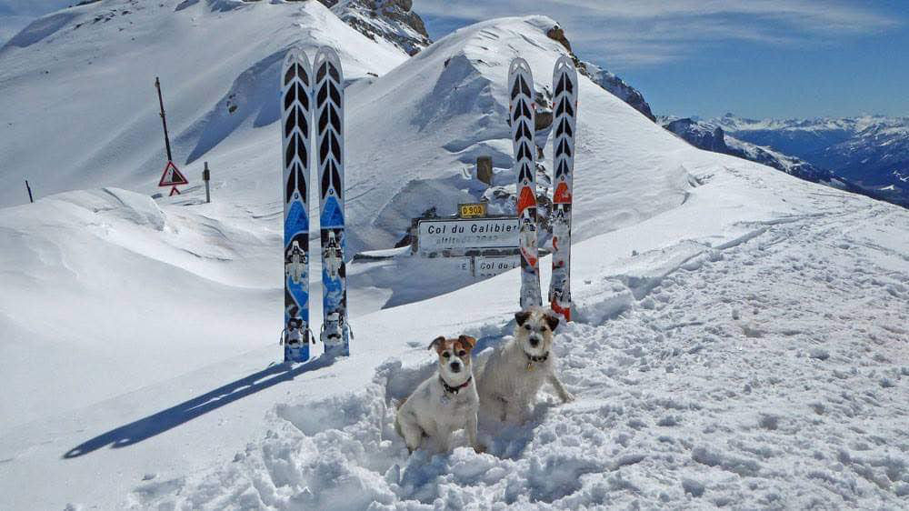 skiing with dogs