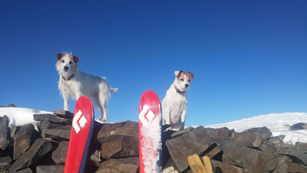 ski touring with your dog style altitude