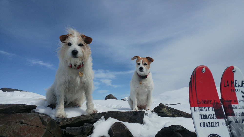 ski touring with your dog style altitude