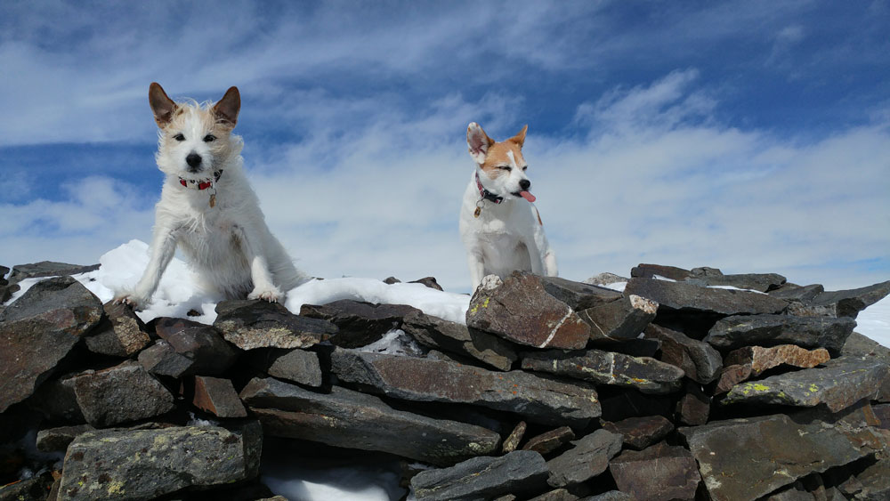 ski touring with your dog style altitude