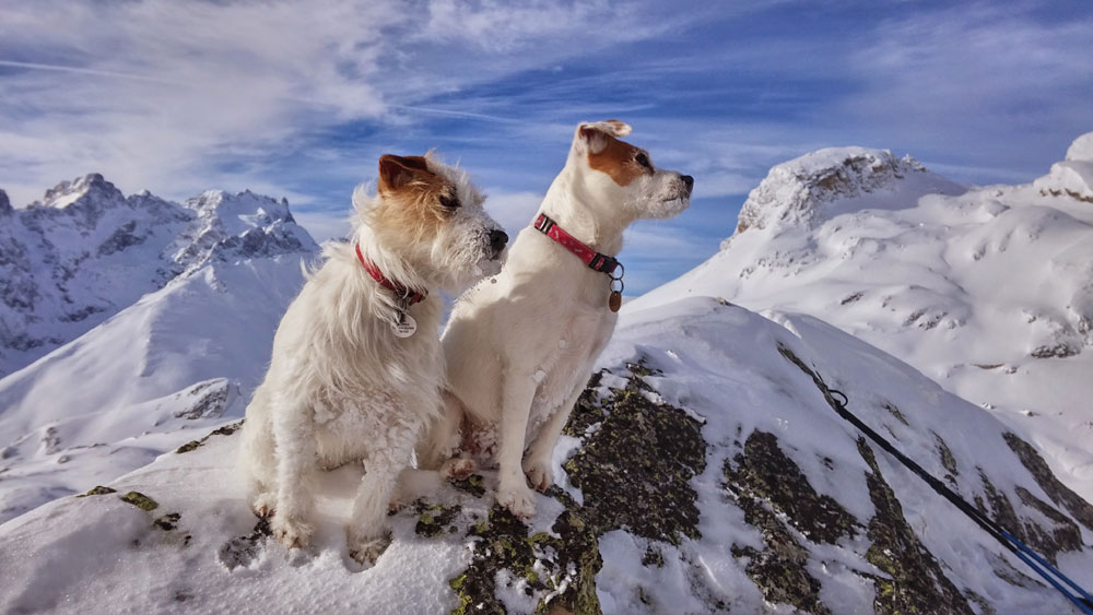 ski touring with your dog style altitude