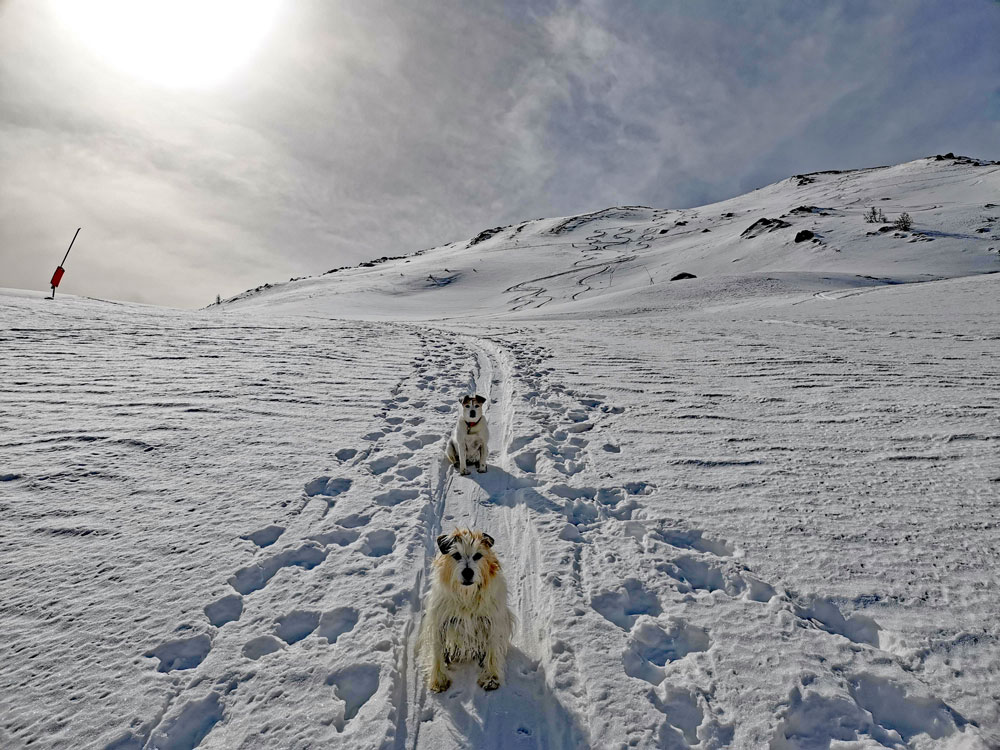 ski touring with your dog style altitude